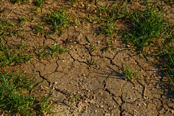 Gazon op kleigrond: zo krijgt u sterke graswortels zonder natte of harde bodem
