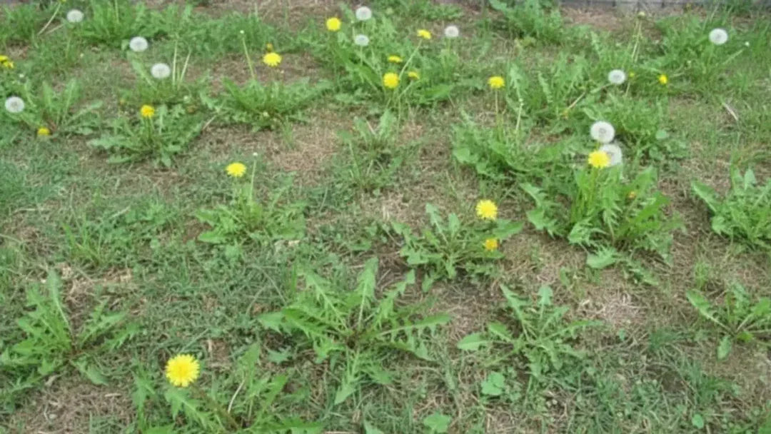 Een groen gazon dat deels is overgenomen door paardenbloemen, wat het belang van paardenbloem verwijderen gras benadrukt.