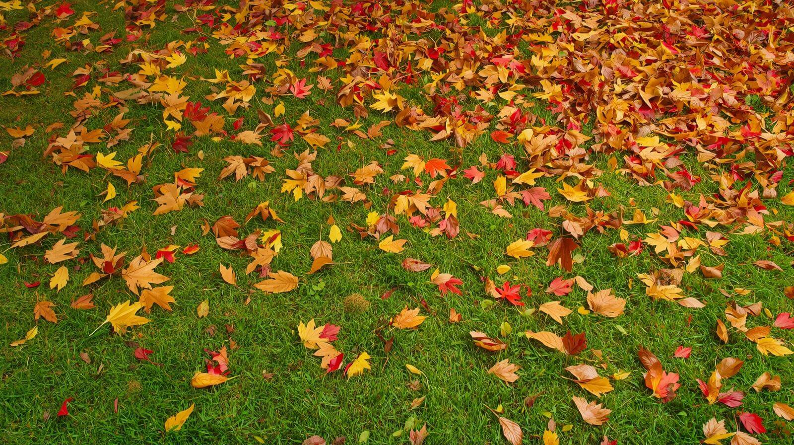 Mowing the lawn in autumn: Information on timing, tips and advice