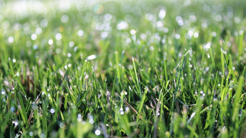 Can You Cut Wet Grass? Is it Safe?